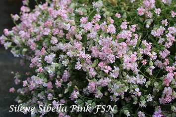 Silene pendula Sibella Pink FSN-1